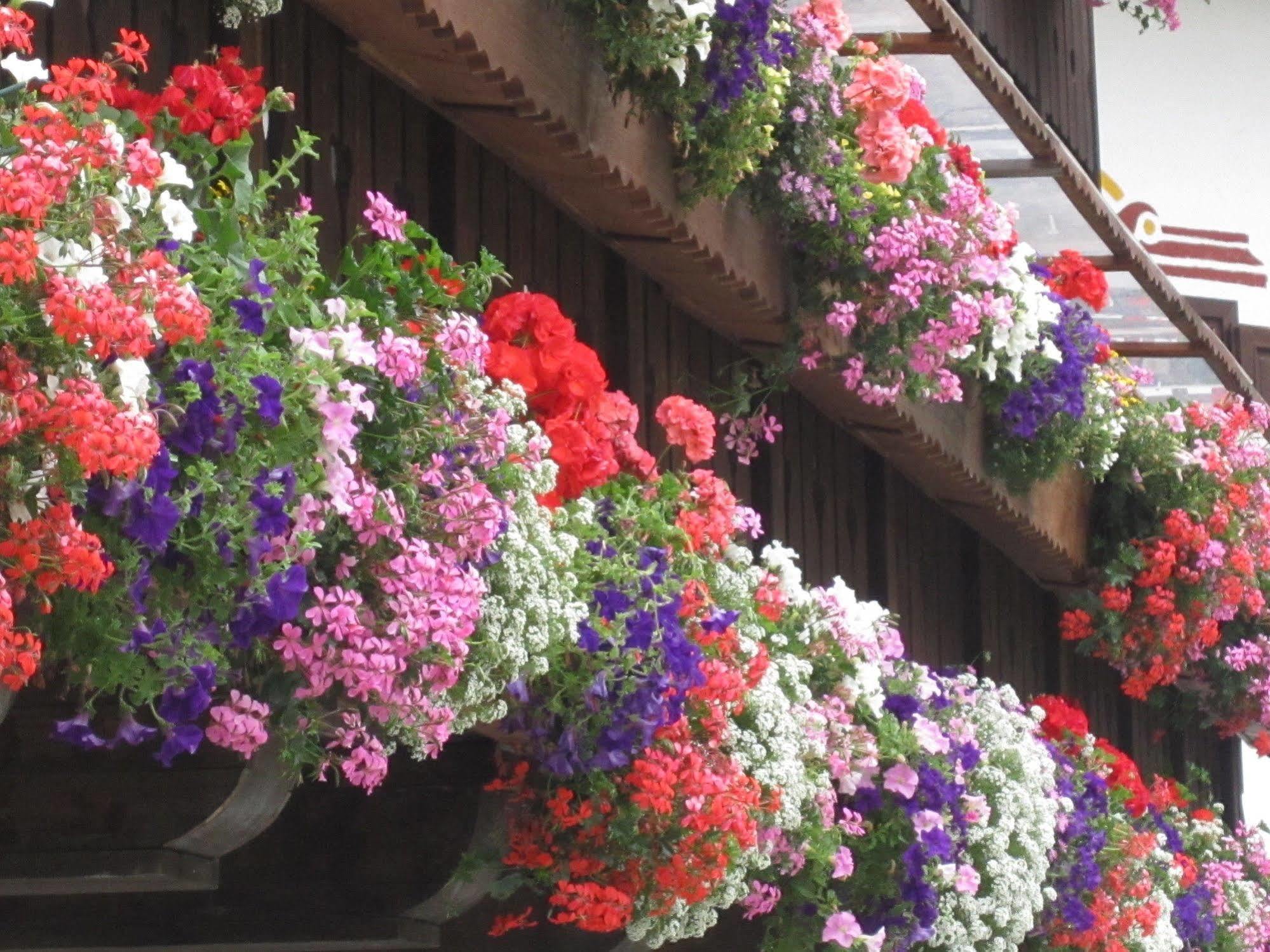 Hotel Jolanda Sport Gressoney-La-Trinite Exterior photo